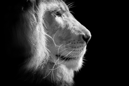 king lion head  isolated on black backgroundの写真素材