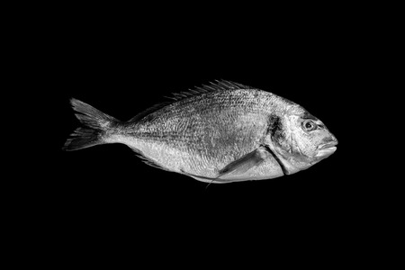 sea bream isolated on black backgroundの写真素材