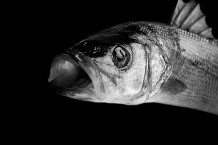 seabass isolated on black backgroundの写真素材