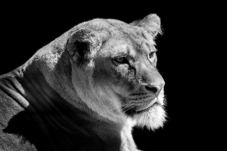 lioness head  isolated on black backgroundの写真素材