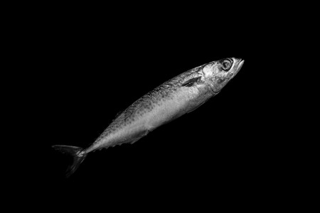 mackerel isolated on black backgroundの写真素材