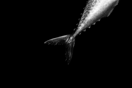 mackerel tail isolated on black backgroundの写真素材