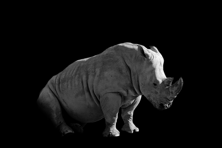 tired rhinoceros  isolated on black backgroundの写真素材