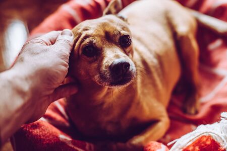 little mongrel dog pet - sensory connection with animals concept - trendy style imageの写真素材