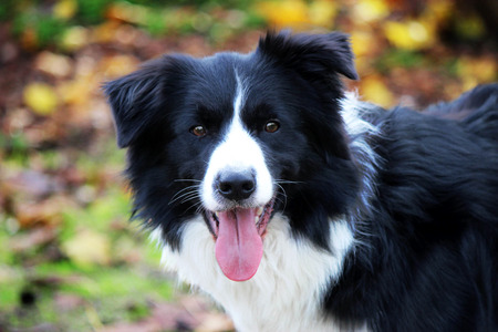 Border Collieの写真素材