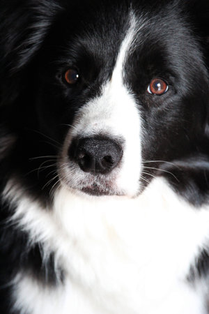 Border collieの写真素材