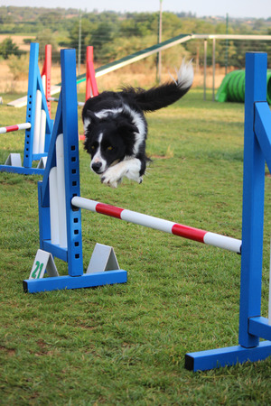 dog agilityの写真素材