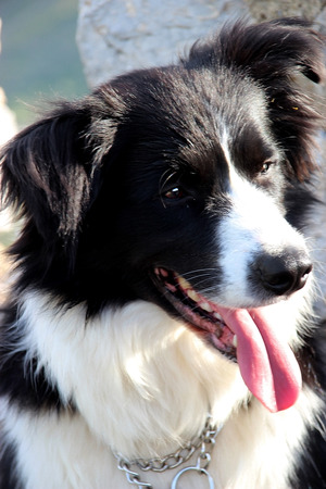 Typical dog from flocksの写真素材