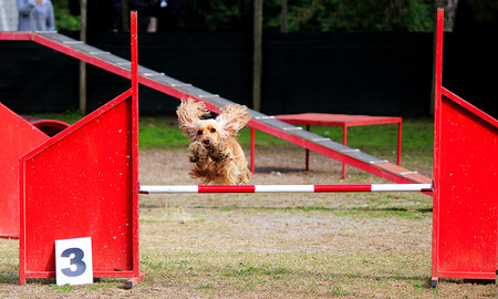 Dog who competes in agilityの写真素材