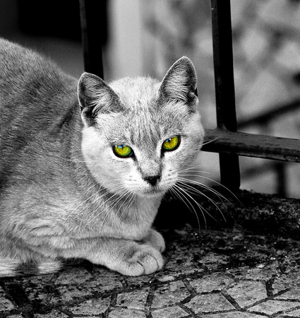 Typical cat randaggio showing of distrustの写真素材