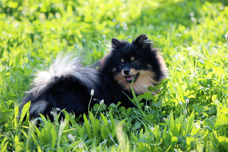 pomeranianの写真素材