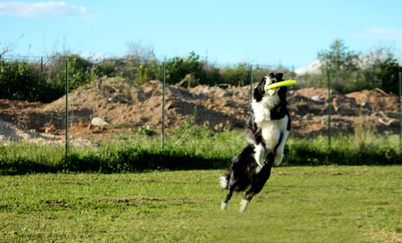 disc dogの写真素材