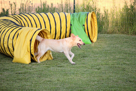 dog agilityの写真素材