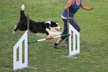 a border collie that jump an obstacle of dog agilityの写真素材