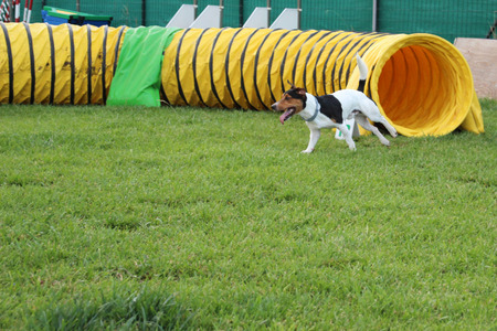a jack russell that exit of the tunnelの写真素材
