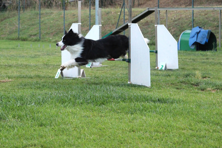 a border collie that jump an obstacle of dog agilityの写真素材