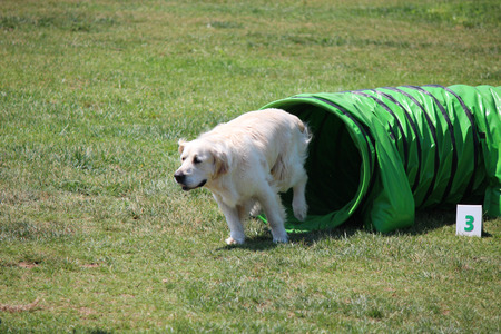 a golden retriever in exit of dog agilityの写真素材