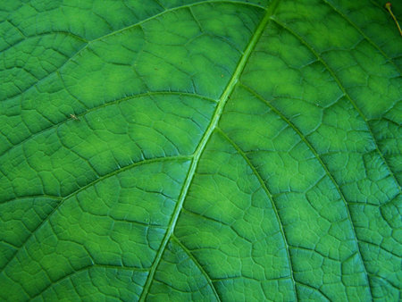 A large leaf of a plant I found in a Japanese garden