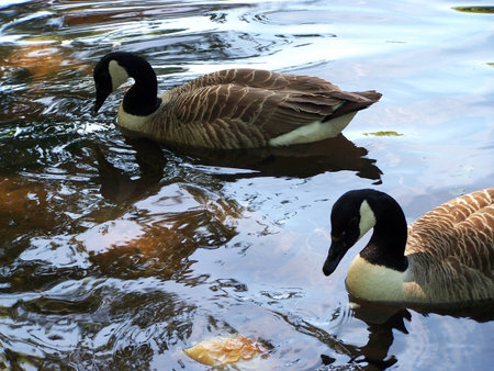 Canadian geese at the lake at my local parkの写真素材