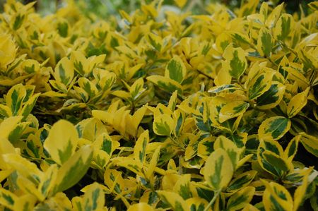 Yellow and green leavesの写真素材