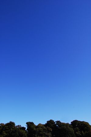 Deep blue sky behind a row of treesの写真素材