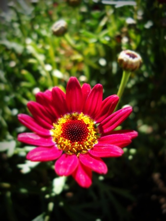 Pink Flowerの写真素材