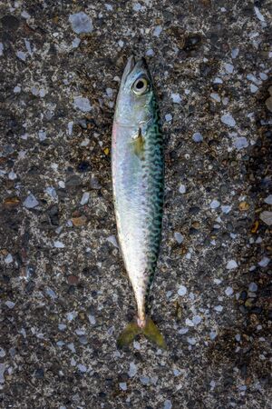 Japanese horse mackerel caught in Yokosuka City, Kanagawa, Japan. Horse mackerel is eaten baked or fried.の写真素材