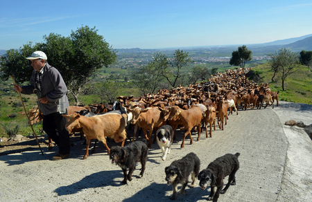 Goats being led to pasture on higher ground and block the road.のeditorial素材