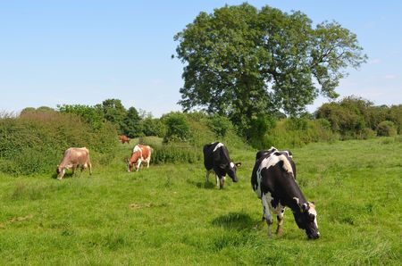 Cows in Field Cheshireの写真素材
