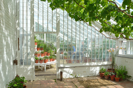 Interior of beautiful old greenhouse with potted plants and vines.のeditorial素材