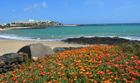View of the Beach at Costa Teguise Lanzarote  with Orange Flowers in the Forground.