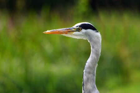 Close Up of Grey Heron head out of focus backgroundの写真素材