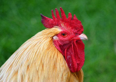 Cockerel  - Red Rooster close up of head