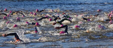 Triathlon swimmers in the river Ouse with pink hats and wetsuits.の写真素材