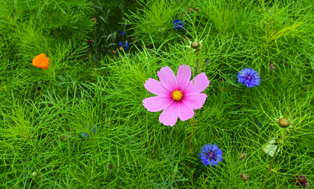 Cosmos  and Cornflower colourful  flower  background.