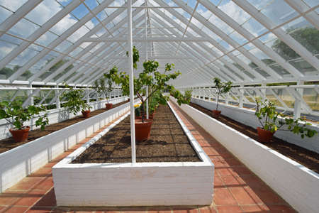 Interior of large Greenhouse with grape vines.のeditorial素材