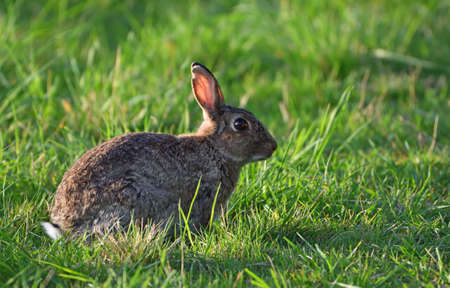 Young Rabbit sitting in meadow grassの写真素材