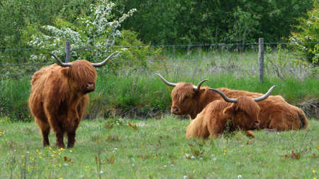 Highland Cows on grass, trees green field background.の写真素材