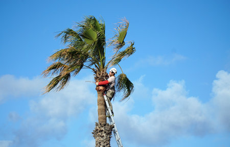 PLAYA BLANCA, LANZAROTE, SPAIN - MARCH 21, 2022: Man at top of ladder trimming Palm tree against Blue sky.のeditorial素材