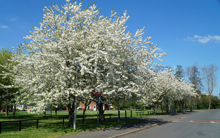 Row of trees in white blossomの写真素材
