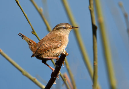 Wren  tiny British Bird  perched on twig.の写真素材