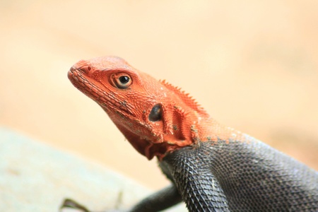 A startled lizardの素材