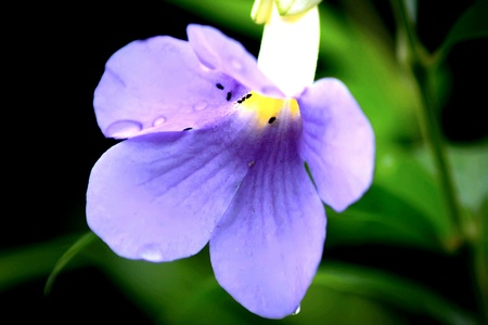 purple flowerの素材