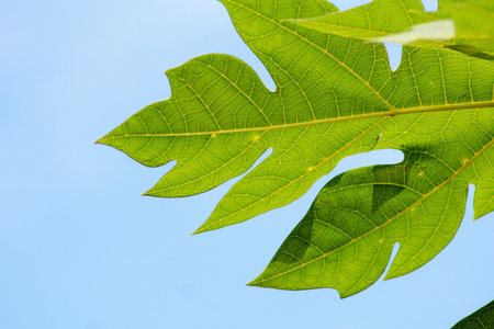 green leaf