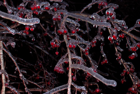 Red berries after ice rain at night の写真素材