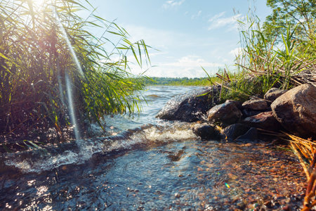 Summer day on the river bank in thickets of grass.の写真素材