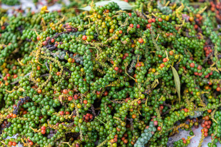 Fresh green and red peppercorns from Kampot pepper plantation. Cambodia