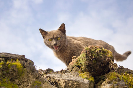 This is very young, baby cat which is walking on the wall and looking the camera. This is a street...