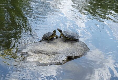 There is a turtle couple on a rock inside a lake. Additionally, there are some reflections on the water. Trees, clouds and sky.の写真素材