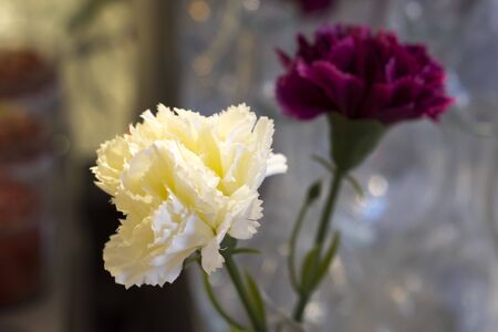 Handmade white and red flowers. they are part of interior decoration. And brides can use these handmade flowers as a bouquetの写真素材